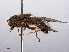  ( - RMNH.INS.550551)  @12 [ ] CreativeCommons - Attribution Non-Commercial Share-Alike (2013) Unspecified Naturalis Biodiversity Center
