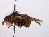  ( - RMNH.INS.550588)  @12 [ ] CreativeCommons - Attribution Non-Commercial Share-Alike (2013) Unspecified Naturalis Biodiversity Center
