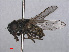  ( - RMNH.INS.550603)  @12 [ ] CreativeCommons - Attribution Non-Commercial Share-Alike (2013) Unspecified Naturalis Biodiversity Center