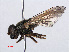  ( - RMNH.INS.550605)  @13 [ ] CreativeCommons - Attribution Non-Commercial Share-Alike (2013) Unspecified Naturalis Biodiversity Center