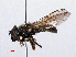  ( - RMNH.INS.550606)  @13 [ ] CreativeCommons - Attribution Non-Commercial Share-Alike (2013) Unspecified Naturalis Biodiversity Center