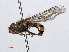  ( - RMNH.INS.550623)  @11 [ ] CreativeCommons - Attribution Non-Commercial Share-Alike (2013) Unspecified Naturalis Biodiversity Center