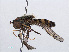  ( - RMNH.INS.550624)  @11 [ ] CreativeCommons - Attribution Non-Commercial Share-Alike (2013) Unspecified Naturalis Biodiversity Center