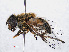  ( - RMNH.INS.550637)  @11 [ ] CreativeCommons - Attribution Non-Commercial Share-Alike (2013) Unspecified Naturalis Biodiversity Center