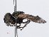  ( - RMNH.INS.550638)  @11 [ ] CreativeCommons - Attribution Non-Commercial Share-Alike (2013) Unspecified Naturalis Biodiversity Center