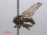  ( - RMNH.INS.550642)  @13 [ ] CreativeCommons - Attribution Non-Commercial Share-Alike (2013) Unspecified Naturalis Biodiversity Center