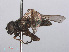  ( - RMNH.INS.550643)  @13 [ ] CreativeCommons - Attribution Non-Commercial Share-Alike (2013) Unspecified Naturalis Biodiversity Center
