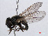 ( - RMNH.INS.550644)  @13 [ ] CreativeCommons - Attribution Non-Commercial Share-Alike (2013) Unspecified Naturalis Biodiversity Center