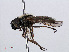  ( - RMNH.INS.550645)  @13 [ ] CreativeCommons - Attribution Non-Commercial Share-Alike (2013) Unspecified Naturalis Biodiversity Center