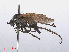  ( - RMNH.INS.551223)  @11 [ ] CreativeCommons - Attribution Non-Commercial Share-Alike (2013) Unspecified Naturalis Biodiversity Center
