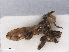  ( - RMNH.INS.551224)  @12 [ ] CreativeCommons - Attribution Non-Commercial Share-Alike (2013) Unspecified Naturalis Biodiversity Center