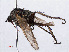  ( - RMNH.INS.551226)  @11 [ ] CreativeCommons - Attribution Non-Commercial Share-Alike (2013) Unspecified Naturalis Biodiversity Center