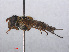  ( - RMNH.INS.551245)  @12 [ ] CreativeCommons - Attribution Non-Commercial Share-Alike (2013) Unspecified Naturalis Biodiversity Center