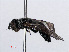  ( - RMNH.INS.551249)  @12 [ ] CreativeCommons - Attribution Non-Commercial Share-Alike (2013) Unspecified Naturalis Biodiversity Center
