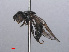  ( - RMNH.INS.551251)  @13 [ ] CreativeCommons - Attribution Non-Commercial Share-Alike (2013) Unspecified Naturalis Biodiversity Center