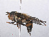 ( - RMNH.INS.551255)  @12 [ ] CreativeCommons - Attribution Non-Commercial Share-Alike (2013) Unspecified Naturalis Biodiversity Center