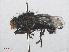  ( - RMNH.INS.551261)  @13 [ ] CreativeCommons - Attribution Non-Commercial Share-Alike (2013) Unspecified Naturalis Biodiversity Center