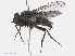  ( - RMNH.INS.551336)  @13 [ ] CreativeCommons - Attribution Non-Commercial Share-Alike (2013) Unspecified Naturalis Biodiversity Center