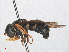  ( - RMNH.INS.551357)  @11 [ ] CreativeCommons - Attribution Non-Commercial Share-Alike (2013) Unspecified Naturalis Biodiversity Center