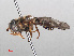  ( - RMNH.INS.551364)  @11 [ ] CreativeCommons - Attribution Non-Commercial Share-Alike (2013) Unspecified Naturalis Biodiversity Center
