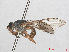  ( - RMNH.INS.551368)  @11 [ ] CreativeCommons - Attribution Non-Commercial Share-Alike (2013) Unspecified Naturalis Biodiversity Center