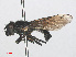  ( - RMNH.INS.551371)  @11 [ ] CreativeCommons - Attribution Non-Commercial Share-Alike (2013) Unspecified Naturalis Biodiversity Center