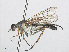  ( - RMNH.INS.551378)  @11 [ ] CreativeCommons - Attribution Non-Commercial Share-Alike (2013) Unspecified Naturalis Biodiversity Center