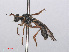  (Dioctria lateralis - RMNH.INS.551382)  @13 [ ] CreativeCommons - Attribution Non-Commercial Share-Alike (2013) Unspecified Naturalis Biodiversity Center