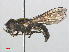  ( - RMNH.INS.551384)  @12 [ ] CreativeCommons - Attribution Non-Commercial Share-Alike (2013) Unspecified Naturalis Biodiversity Center