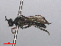  (Dioctria longicornis - RMNH.INS.551385)  @11 [ ] CreativeCommons - Attribution Non-Commercial Share-Alike (2013) Unspecified Naturalis Biodiversity Center