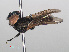  ( - RMNH.INS.551387)  @11 [ ] CreativeCommons - Attribution Non-Commercial Share-Alike (2013) Unspecified Naturalis Biodiversity Center