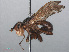  (Myopa pellucida - RMNH.INS.551394)  @11 [ ] CreativeCommons - Attribution Non-Commercial Share-Alike (2013) Unspecified Naturalis Biodiversity Center
