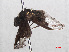  ( - RMNH.INS.551397)  @11 [ ] CreativeCommons - Attribution Non-Commercial Share-Alike (2013) Unspecified Naturalis Biodiversity Center