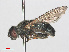  ( - RMNH.INS.551406)  @11 [ ] CreativeCommons - Attribution Non-Commercial Share-Alike (2013) Unspecified Naturalis Biodiversity Center