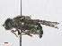  ( - RMNH.INS.551407)  @11 [ ] CreativeCommons - Attribution Non-Commercial Share-Alike (2013) Unspecified Naturalis Biodiversity Center