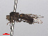  ( - RMNH.INS.551615)  @12 [ ] CreativeCommons - Attribution Non-Commercial Share-Alike (2013) Unspecified Naturalis Biodiversity Center