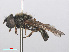  ( - RMNH.INS.551618)  @13 [ ] CreativeCommons - Attribution Non-Commercial Share-Alike (2013) Unspecified Naturalis Biodiversity Center