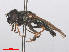  ( - RMNH.INS.551619)  @13 [ ] CreativeCommons - Attribution Non-Commercial Share-Alike (2013) Unspecified Naturalis Biodiversity Center