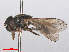  ( - RMNH.INS.551621)  @12 [ ] CreativeCommons - Attribution Non-Commercial Share-Alike (2013) Unspecified Naturalis Biodiversity Center