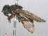 ( - RMNH.INS.551622)  @12 [ ] CreativeCommons - Attribution Non-Commercial Share-Alike (2013) Unspecified Naturalis Biodiversity Center