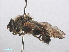  ( - RMNH.INS.551627)  @11 [ ] CreativeCommons - Attribution Non-Commercial Share-Alike (2013) Unspecified Naturalis Biodiversity Center