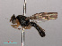  ( - RMNH.INS.551633)  @11 [ ] CreativeCommons - Attribution Non-Commercial Share-Alike (2013) Unspecified Naturalis Biodiversity Center