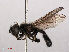  ( - RMNH.INS.551635)  @12 [ ] CreativeCommons - Attribution Non-Commercial Share-Alike (2013) Unspecified Naturalis Biodiversity Center