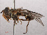  ( - RMNH.INS.551649)  @11 [ ] CreativeCommons - Attribution Non-Commercial Share-Alike (2013) Unspecified Naturalis Biodiversity Center