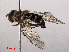  ( - RMNH.INS.551660)  @13 [ ] CreativeCommons - Attribution Non-Commercial Share-Alike (2013) Unspecified Naturalis Biodiversity Center