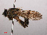  ( - RMNH.INS.551671)  @11 [ ] CreativeCommons - Attribution Non-Commercial Share-Alike (2013) Unspecified Naturalis Biodiversity Center