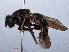  ( - RMNH.INS.551672)  @13 [ ] CreativeCommons - Attribution Non-Commercial Share-Alike (2013) Unspecified Naturalis Biodiversity Center