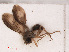  ( - RMNH.INS.551678)  @11 [ ] CreativeCommons - Attribution Non-Commercial Share-Alike (2013) Unspecified Naturalis Biodiversity Center