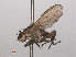  ( - RMNH.INS.551689)  @11 [ ] CreativeCommons - Attribution Non-Commercial Share-Alike (2013) Unspecified Naturalis Biodiversity Center