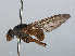  ( - RMNH.INS.551702)  @11 [ ] CreativeCommons - Attribution Non-Commercial Share-Alike (2013) Unspecified Naturalis Biodiversity Center